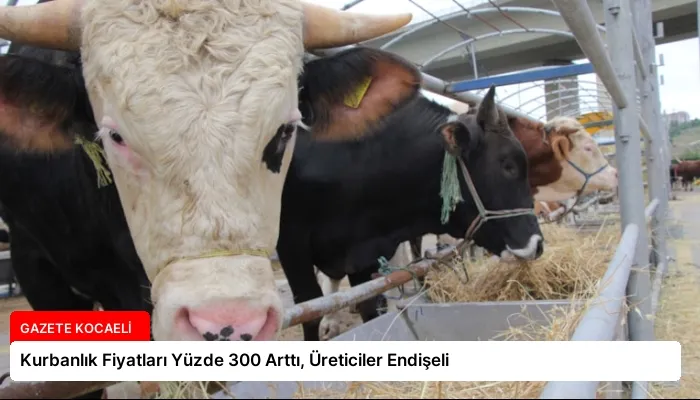 Kurbanlık Fiyatları Yüzde 300 Arttı, Üreticiler Endişeli