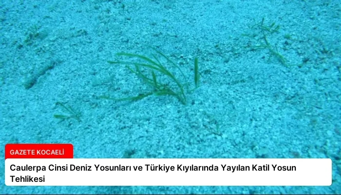 Caulerpa Cinsi Deniz Yosunları ve Türkiye Kıyılarında Yayılan Katil Yosun Tehlikesi