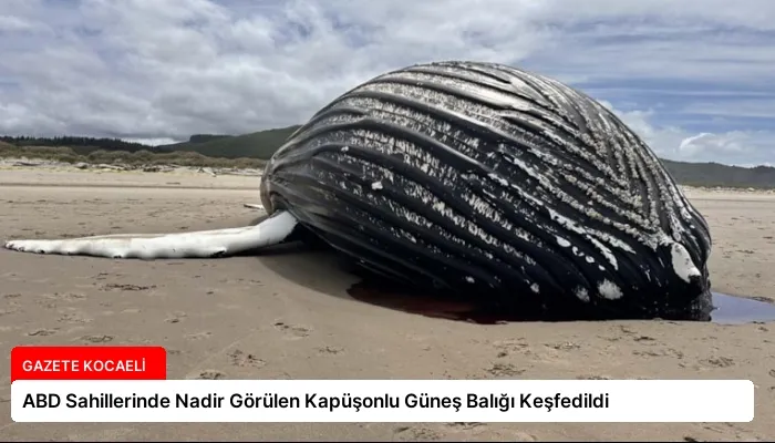ABD Sahillerinde Nadir Görülen Kapüşonlu Güneş Balığı Keşfedildi