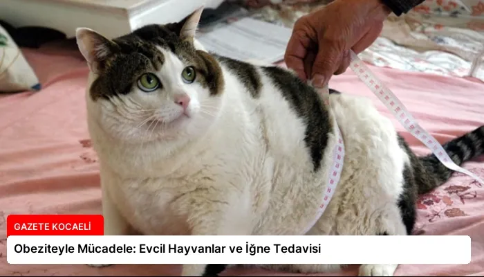 Obeziteyle Mücadele: Evcil Hayvanlar ve İğne Tedavisi