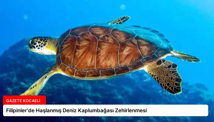 Filipinler’de Haşlanmış Deniz Kaplumbağası Zehirlenmesi