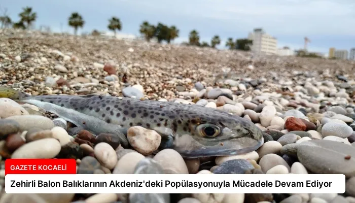 Zehirli Balon Balıklarının Akdeniz’deki Popülasyonuyla Mücadele Devam Ediyor