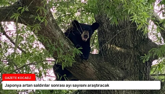 Japonya artan saldırılar sonrası ayı sayısını araştıracak