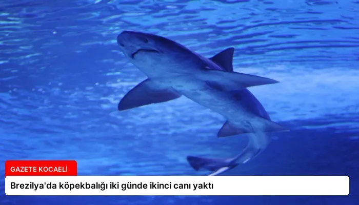 Brezilya’da köpekbalığı iki günde ikinci canı yaktı