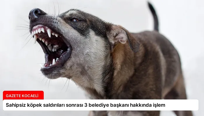 Sahipsiz köpek saldırıları sonrası 3 belediye başkanı hakkında işlem
