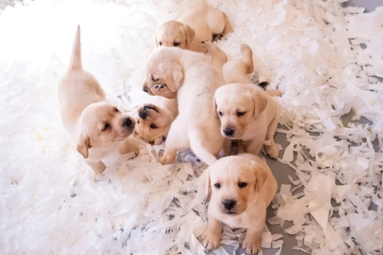 Royal Canin ve Rehber Köpekler Derneği’nden Görme Engelli Bireylerin Bağımsızlığına Güç Veren İş Birliği