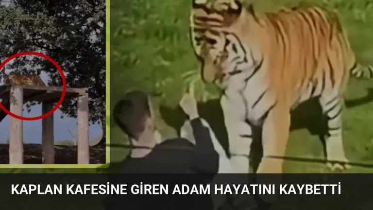 Kaplan Kafesine Giren Adam Hayatını Kaybetti