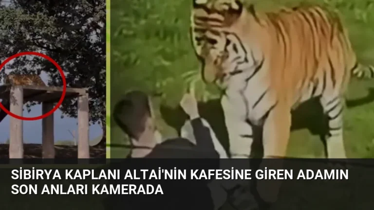 Sibirya Kaplanı Altai’nin Kafesine Giren Adamın Son Anları Kamerada