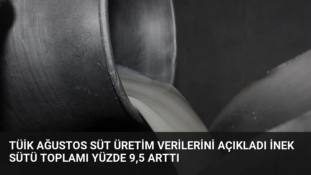 TÜİK Ağustos Süt Üretim Verilerini Açıkladı İnek Sütü Toplamı Yüzde 9,5 Arttı